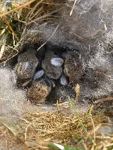 ASAP Pest Control photo 8