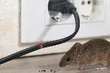 Vanquish Pest Control photo 4