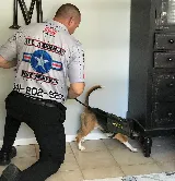 All American Pest Services photo 8