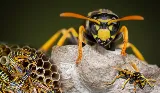 Vancouver Pest Control Ltd photo 3