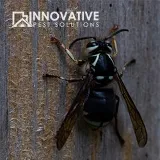 Innovative Pest Solutions photo 5