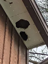 Apex Pest Solutions photo 6