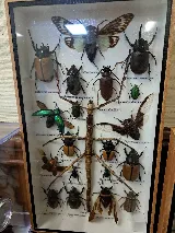 Modern Exterminating Company, Inc. photo 6