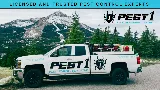 Pest 1