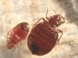 Patriot Pest Management photo 2