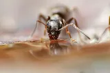 Erwin's Pest Control, Inc.