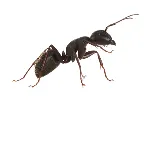 Allpro Pest Management photo 7