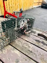 Acme Pest Solutions photo 8