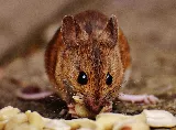 Versa-Tech Pest Management photo 3