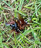 EcoShield Pest Solutions photo 5