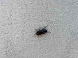 Berrett Pest Control photo 5