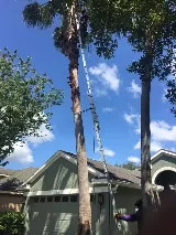 Albert & Ellis Landscaping & Tree Service photo 7
