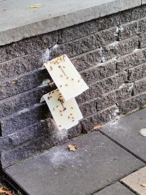 My Pest Exterminator in Montreal