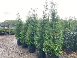 Eastern Grounds Landscaping LLC photo 8