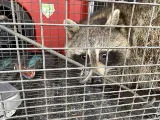 Pest Protection Plus Inc. photo 4