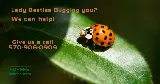 Forbes Pest Control, LLC photo 6