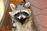 Animal Control Solutions photo 3