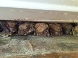 Wildlife Removal Burlington photo 8