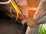IKI PEST CONTROL photo 5