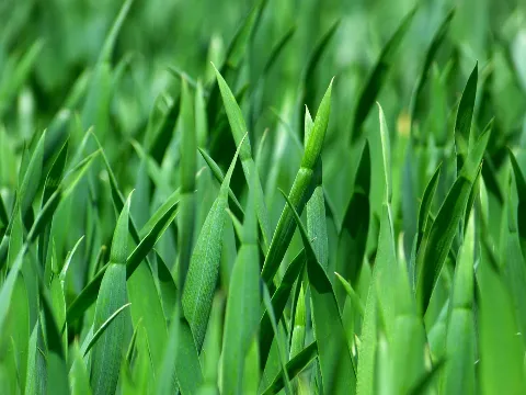 Expert Lawn Management in White Rock