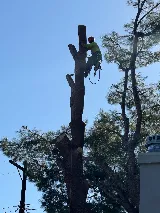 Erik's Tree Service & Brush Clearance photo 4