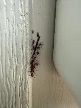 Technica Pest Solutions photo 4