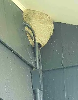 Rochester Pest Pro photo 8