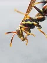 Dewey Pest & Termite Control photo 7
