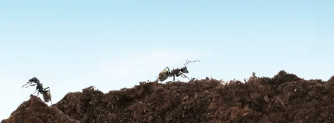 V Extermination Gatineau Outaouais photo 1