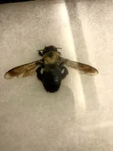 Kreshco Pest Control photo 3