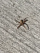 Standard Pest Control