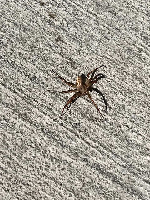 Standard Pest Control in Herriman