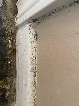 Pestend Pest Control Ottawa photo 2