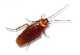 ASA Pest Control Inc photo 3