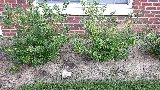 Executive Landscape Services LLC photo 5