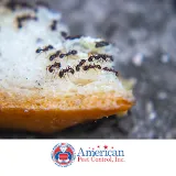 American Pest Management KC photo 7