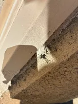Bulwark Exterminating photo 3