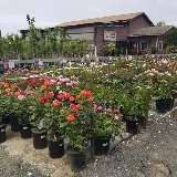 Bearscapes Nursery & Landscape photo 3