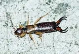 GottaGo Pest Control photo 6