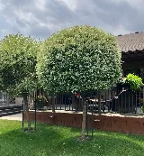 Two Men Landscaping photo 5