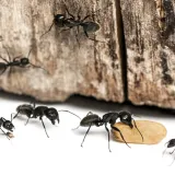 Maximum Pest Management photo 8