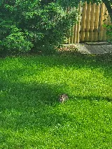 4ever Green Landscaping Services Ltd photo 8