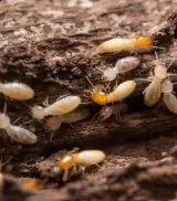 Babes Termite & Pest Control Inc photo 2
