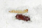 Western Pest Services photo 4