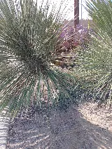Landtamers Landscaping photo 4