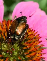 Integrity Pest Solutions photo 5