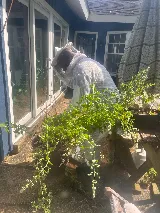 Connor's Pest Pros photo 3