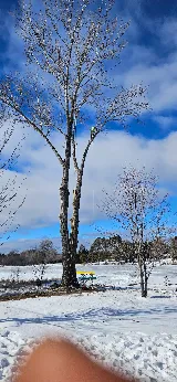 Bnl trees and landscaping photo 5