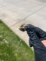 Wild West Pest Control photo 5