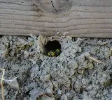 Optimum Pest Pros photo 7